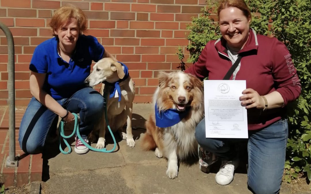Unsere Schulhunde sind zurück im Dienst